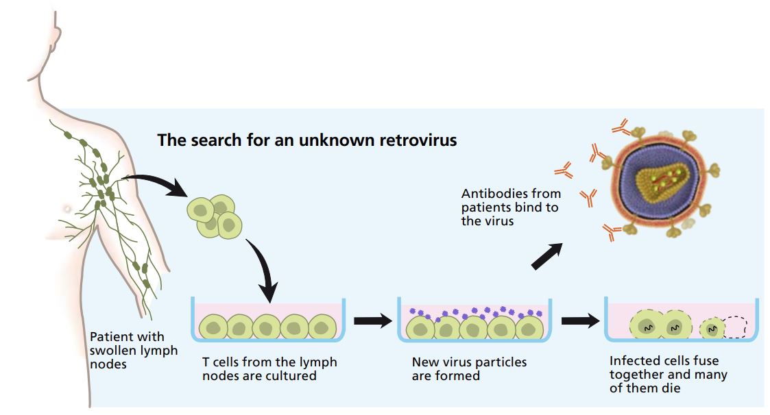 The search for an unknown retrovirus