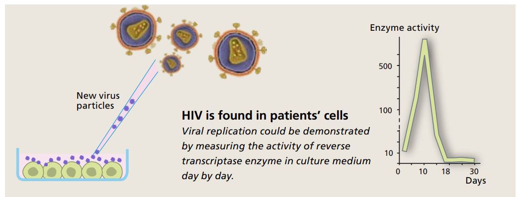 HIV is found in patients’ cells