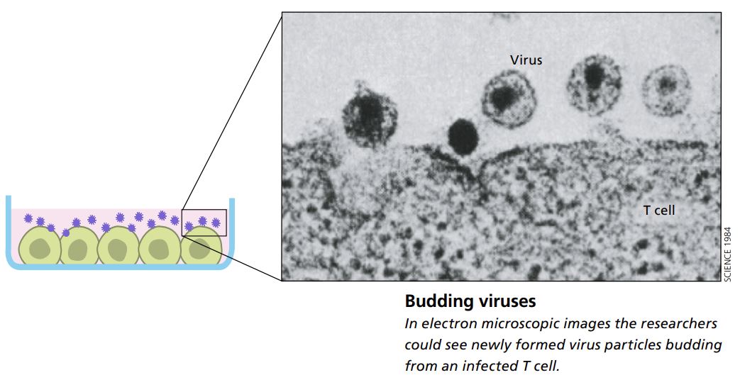 Budding viruses