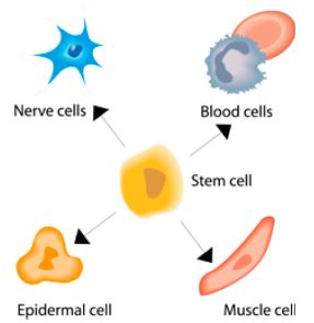 Different kind of cells