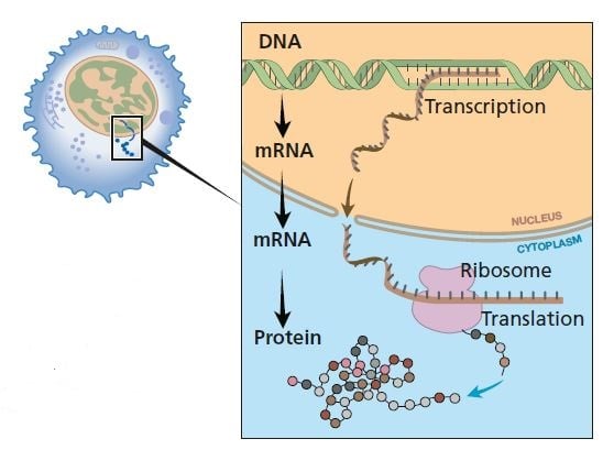 A protein is to be formed