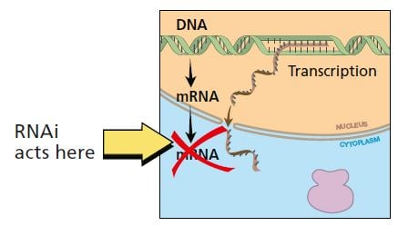 RNA interference