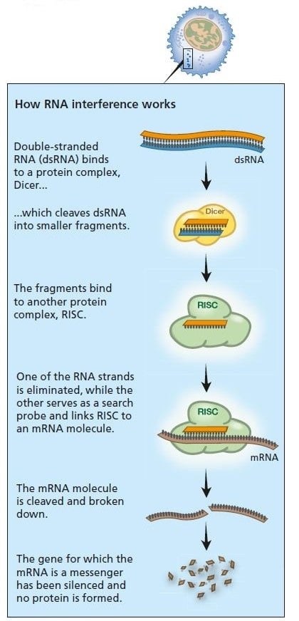 Scheme of how RNA interference works