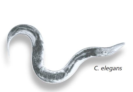 Caenorhabditis elegans