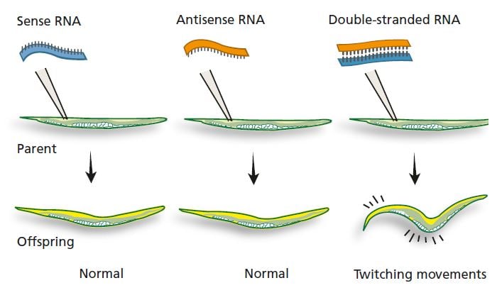 Results of injections