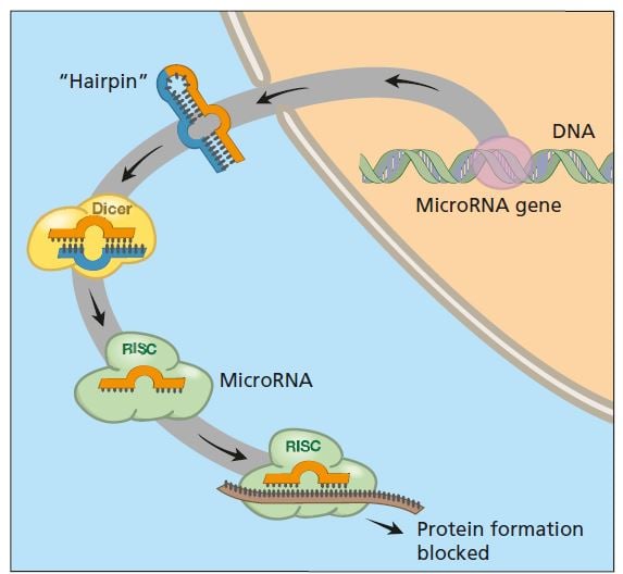 Genes switching off