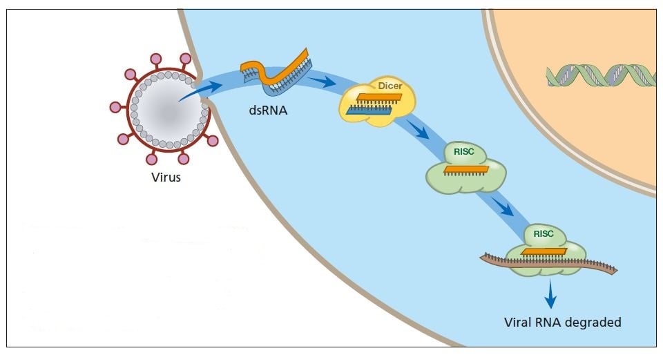 Primitive organisms use RNA interference to protect themselves from virus infections