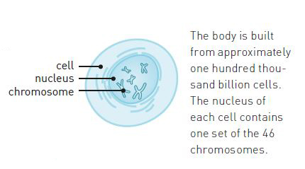 Figure of a cell