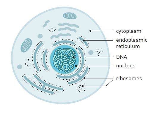 Cross section of a cell