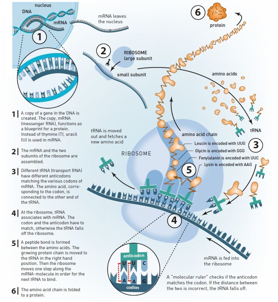 Figure of the process from DNA to proteins