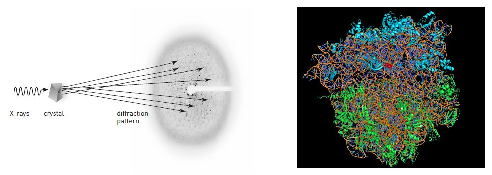 X-ray crystallography