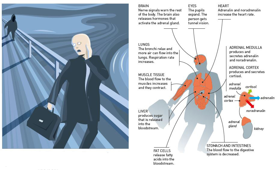 Nerve signals and hormones from the brain alert the body