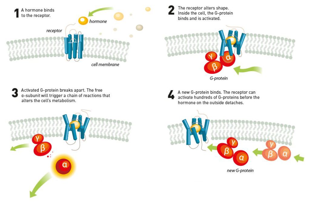 A chain of reactions inside the cell