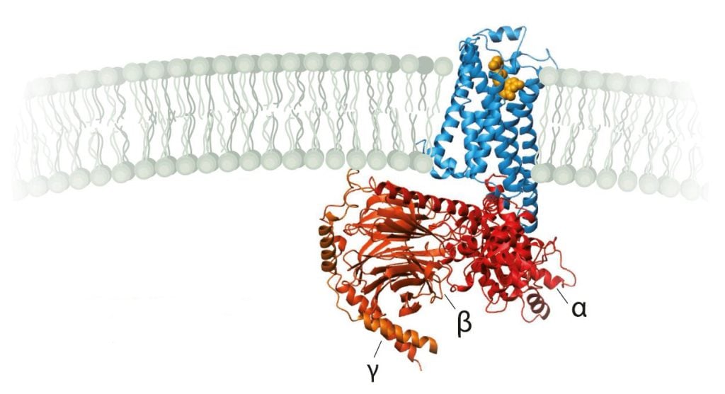 Illustration of Kobilka’s crystal structure