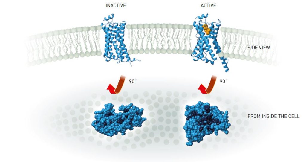 he β-adrenergic receptor alters shape