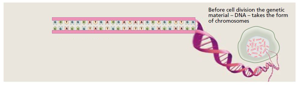 Illustration of a DNA molecule