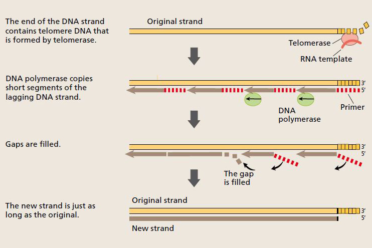 Illustration of how telomerase solves the end-replication problem