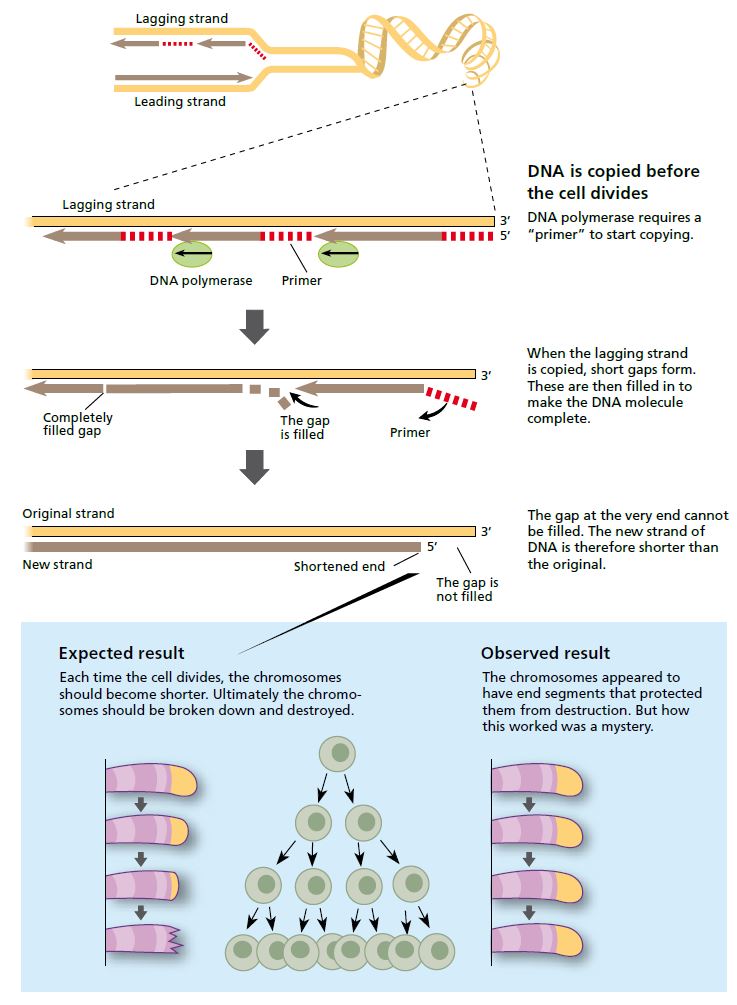 Illustration of a cell dividing