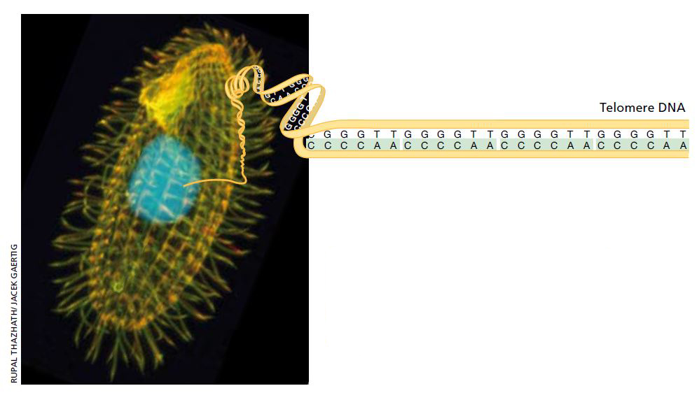 Telomere DNA in a single cell organism