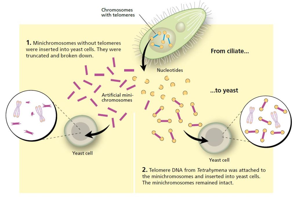 Minichromosomes