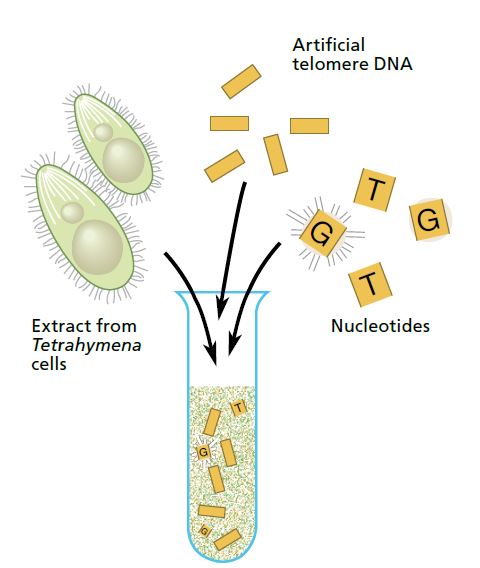 Illustration of a test tube