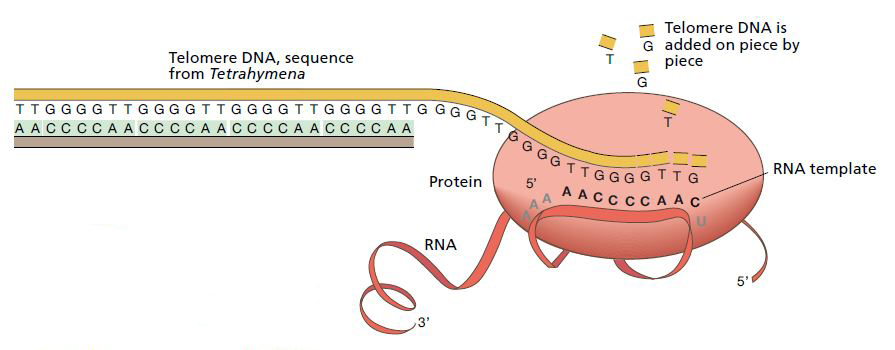 Illustration of the enzyme telomerase