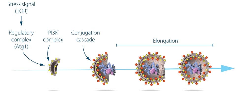 Illustration of regulation of autophagosome formation.