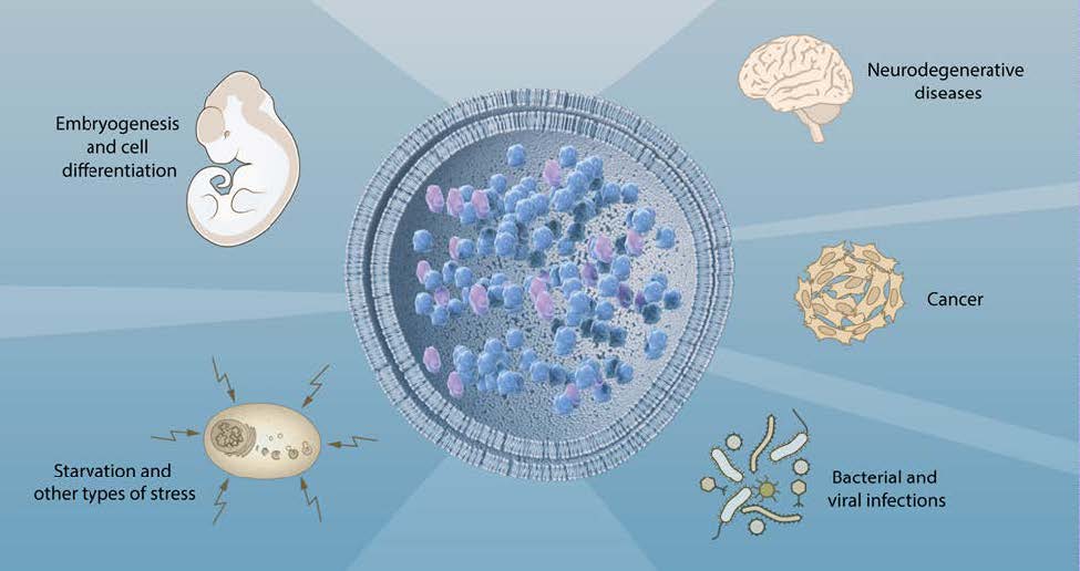 Illustration of autophagy in health and disease.