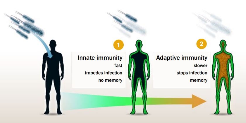 Illustration of how the immune system works