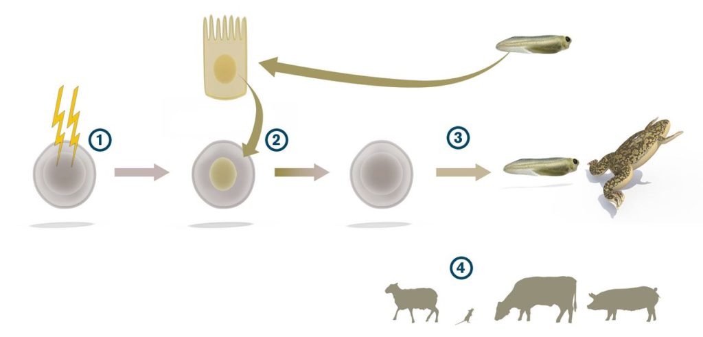 Illustration of John B. Gurdon's experiment