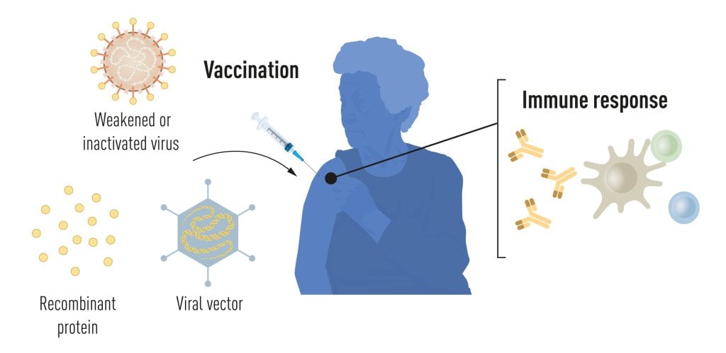 Illustrazione dei metodi per la produzione di vaccini prima della pandemia di COVID-19.