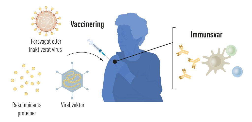 Illustration av metoder för att framställa vaccin innan covid-19-pandemin.