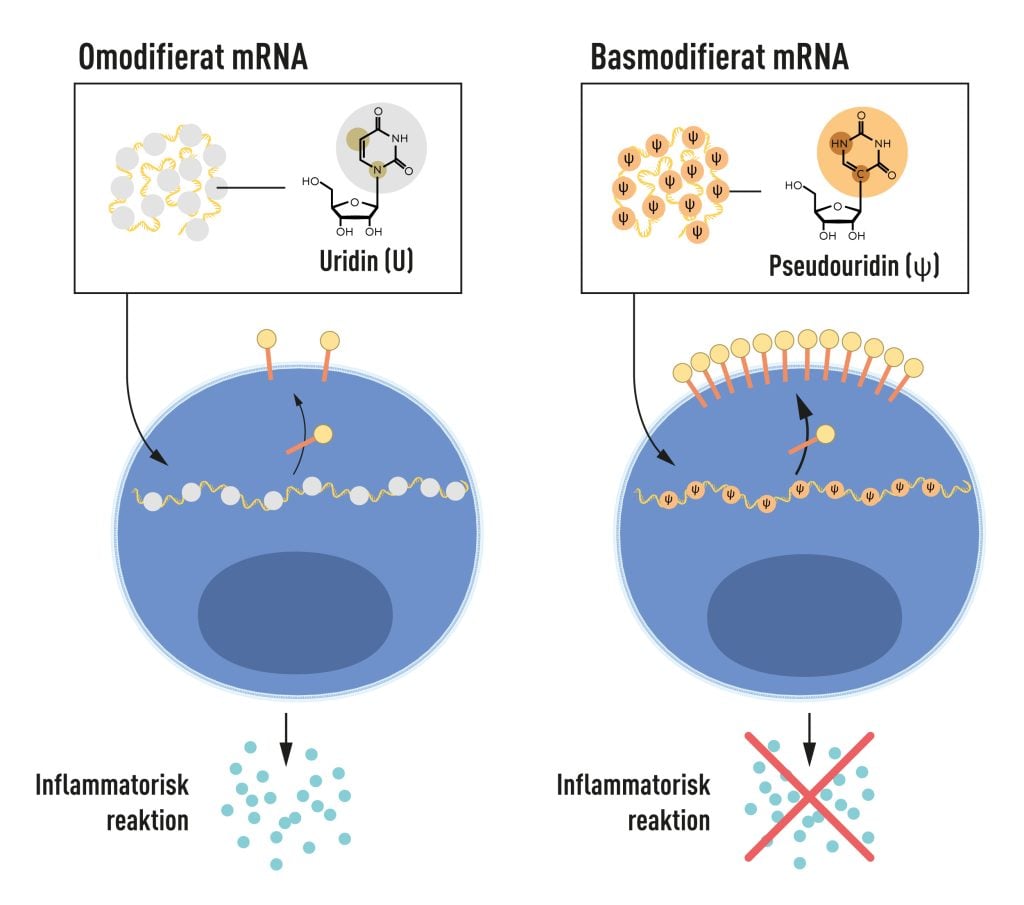 Illustration av de fyra olika baser mRNA innehåller.