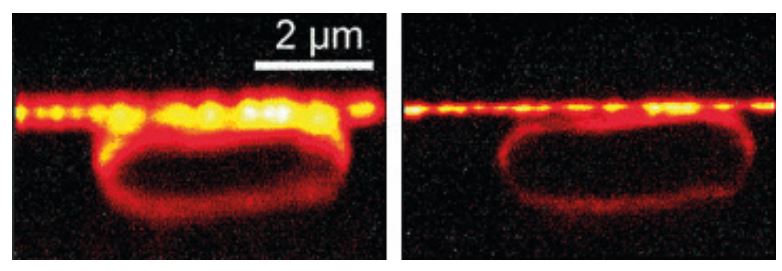 One of the first images taken by Stefan Hell using a STED microscope