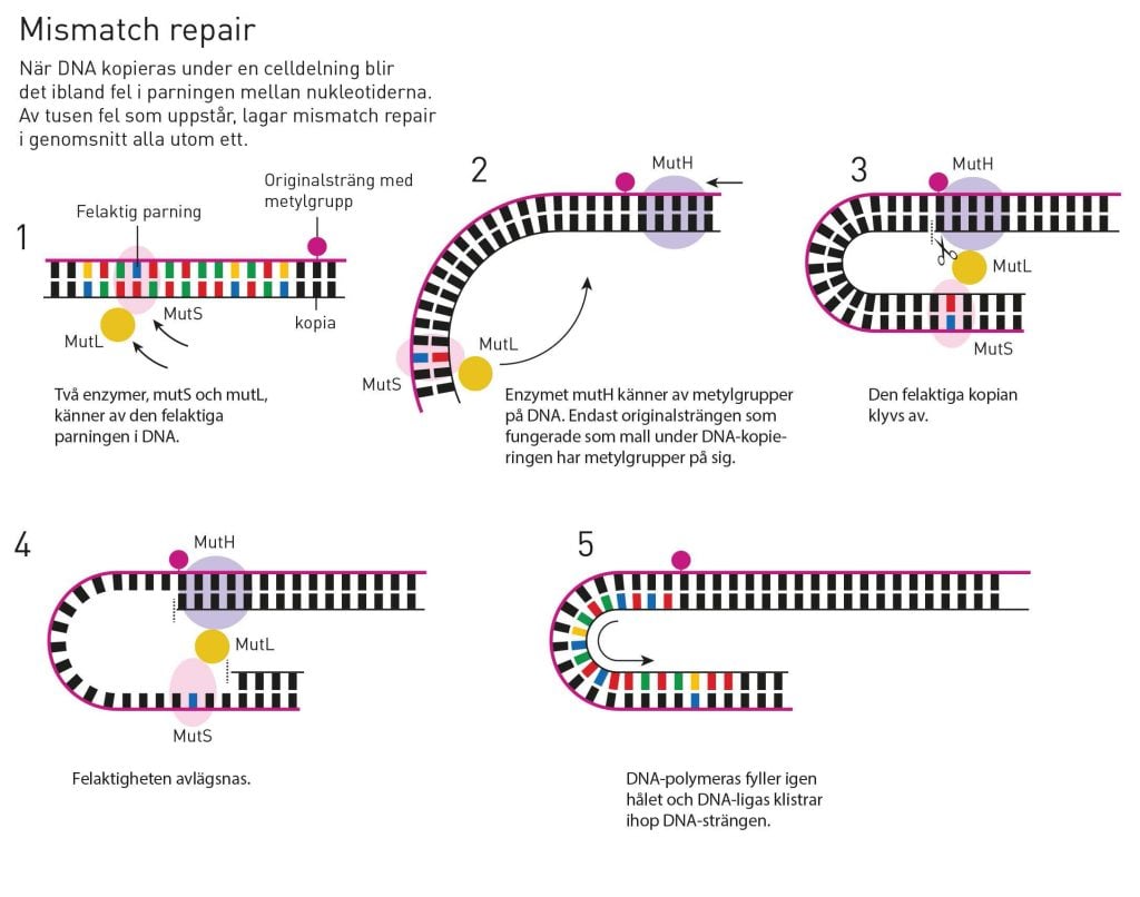 Illustration of mismatch repair