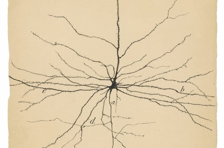 Santiago Ramón y Cajal Ink on paper