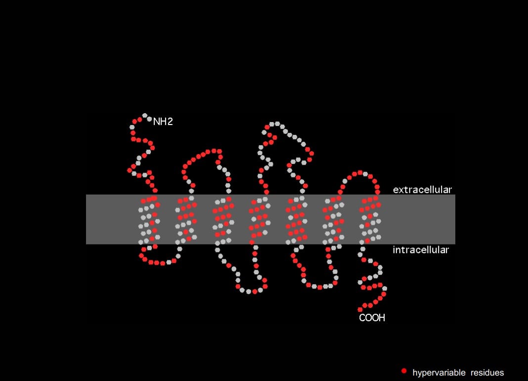 An odorant receptor protein