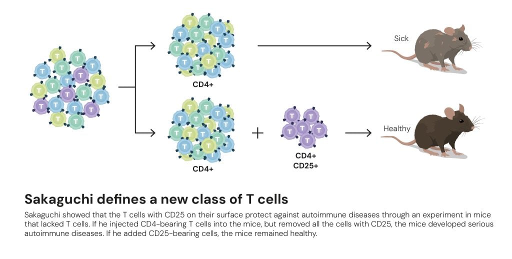  Sakaguchi defines a new class of T cells