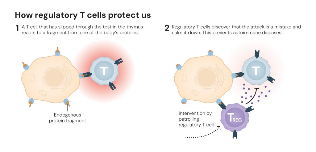  How regulatory T cells protect us