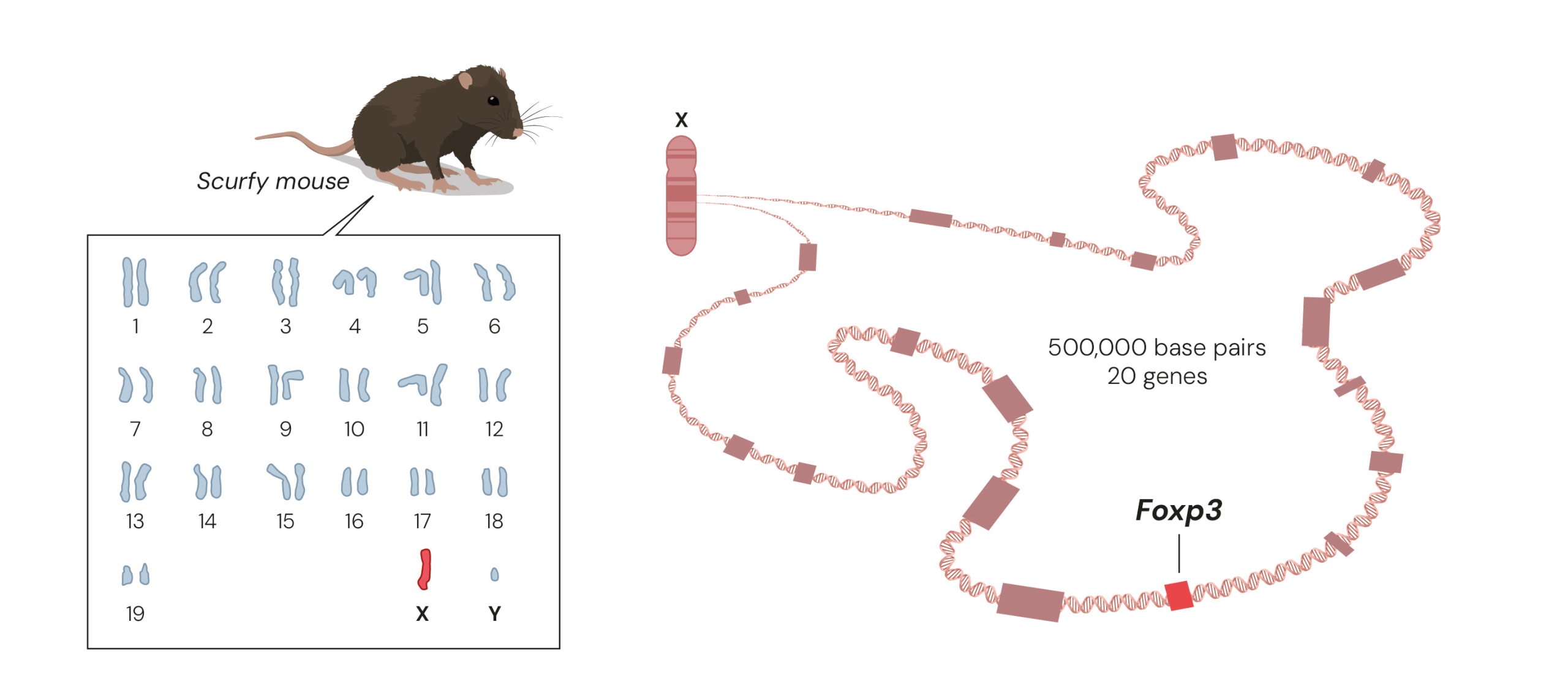 Illustration: Brunkow and Ramsdell find the scurfy mutation