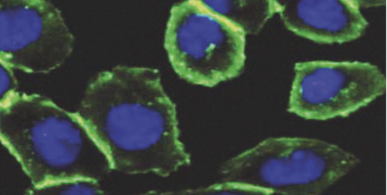 Image of glycans with glow